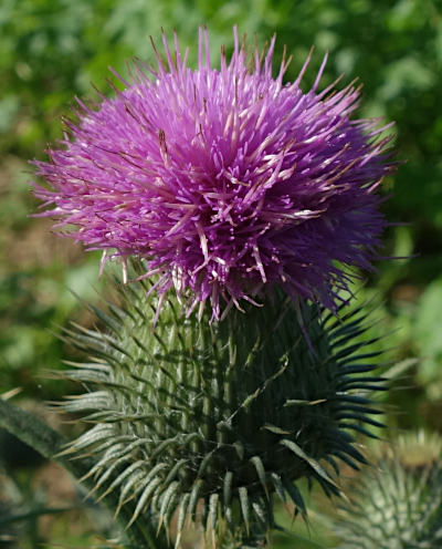 cirsium vulgare