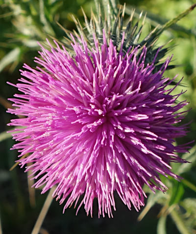 cirsium vulgare