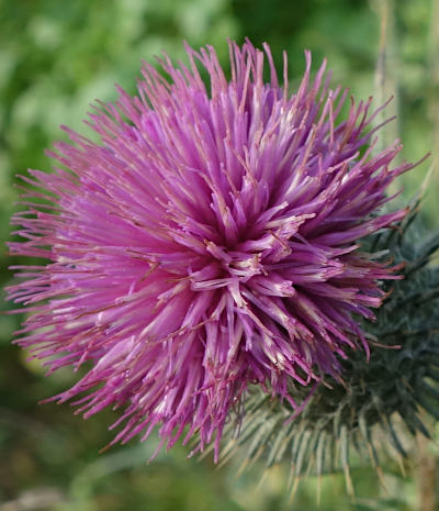 cirsium vulgare