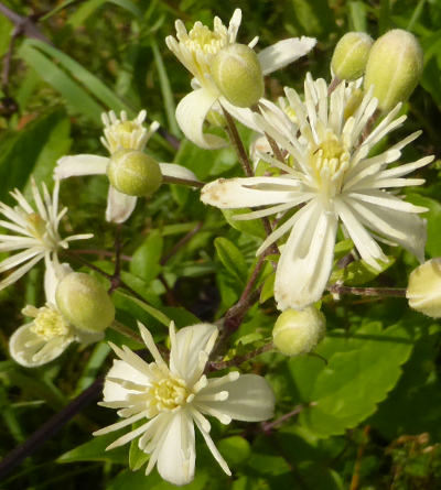 clematis vitalba