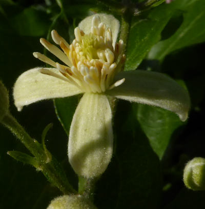 clematis vitalba