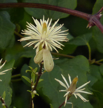 clematis vitalba