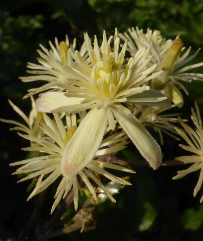 clematis vitalba