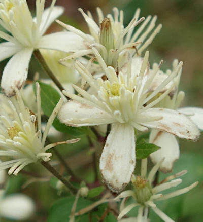 clematis vitalba