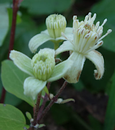 clematis vitalba