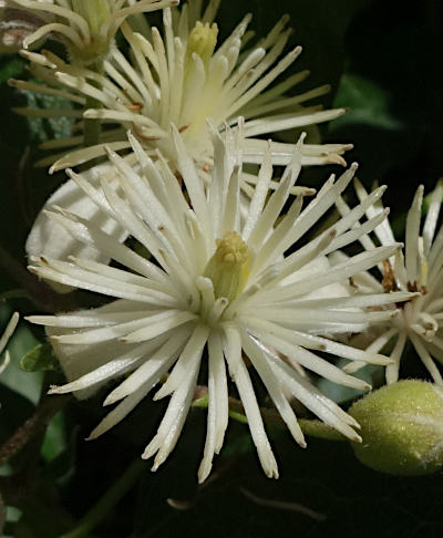 clematis vitalba