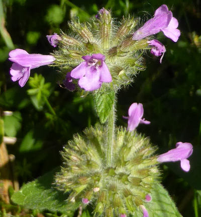 clinopodium vulgare