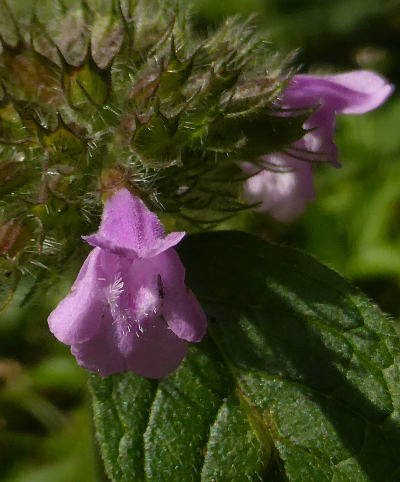 clinopodium vulgare