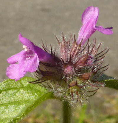 clinopodium vulgare