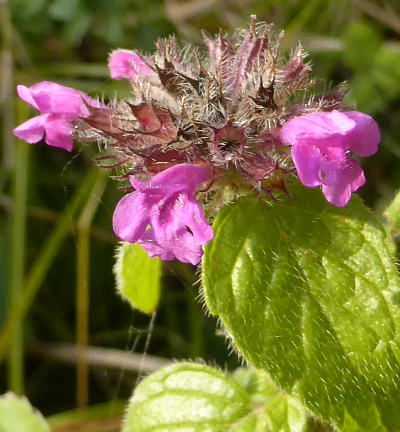 clinopodium vulgare