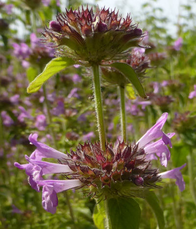 clinopodium vulgare