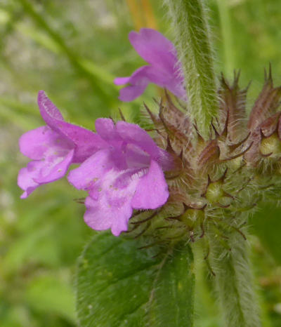 clinopodium vulgare