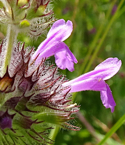 clinopodium vulgare