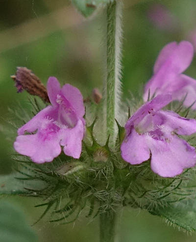 clinopodium vulgare