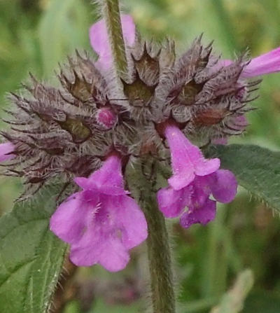 clinopodium vulgare