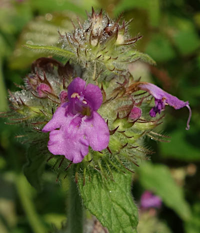 clinopodium vulgare