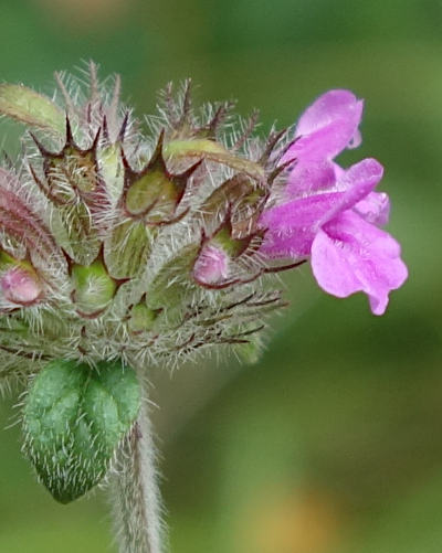 clinopodium vulgare