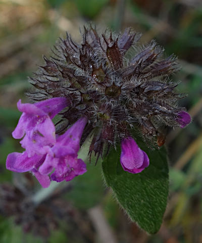 clinopodium vulgare