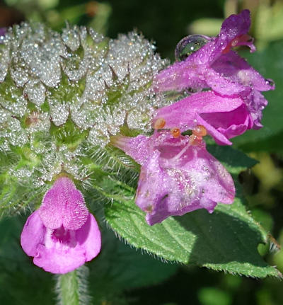 clinopodium vulgare