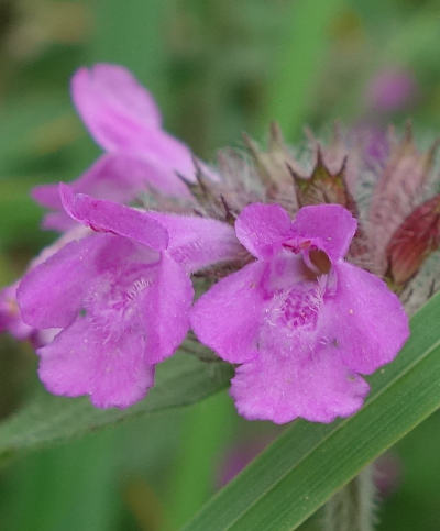 clinopodium vulgare