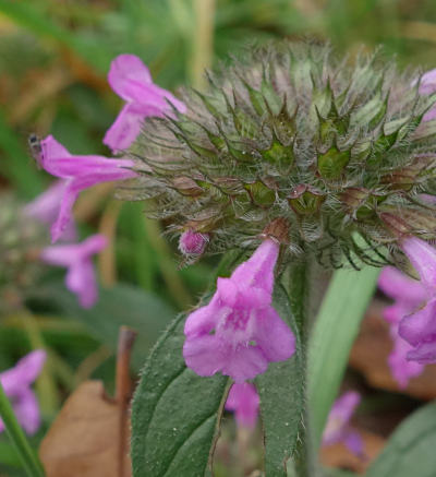 clinopodium vulgare