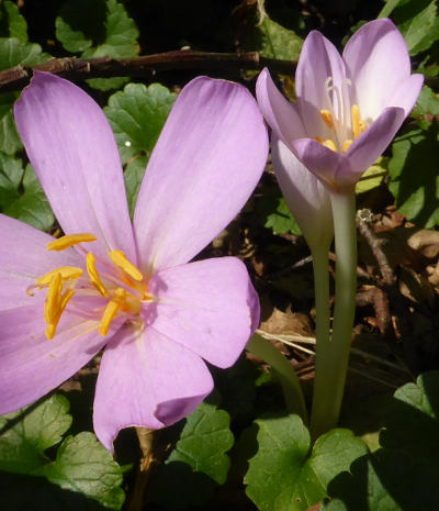 colchicum autumnale