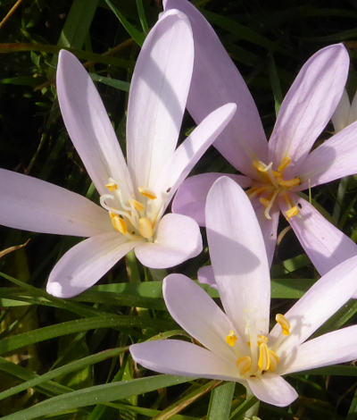 colchicum autumnale