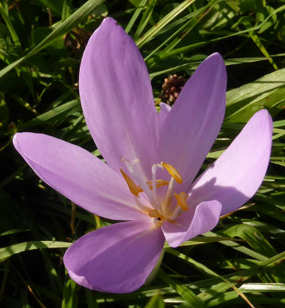 colchicum autumnale