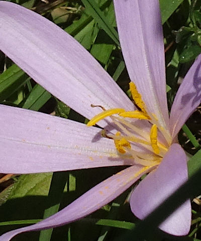 colchicum autumnale