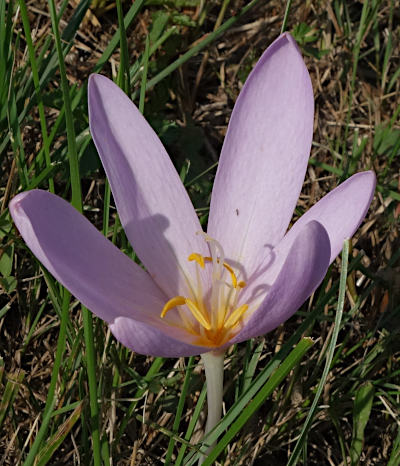 colchicum autumnale