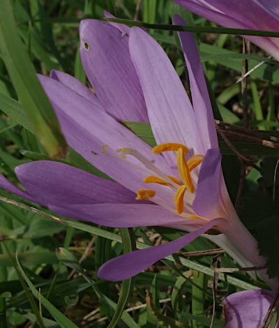 colchicum autumnale