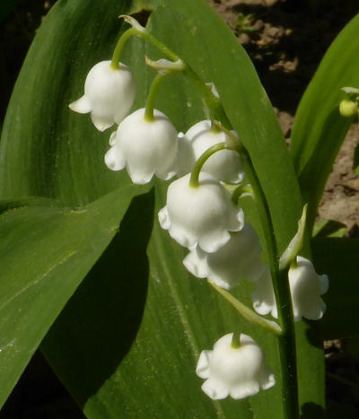 convallaria majalis