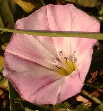 convolvulus arvensis