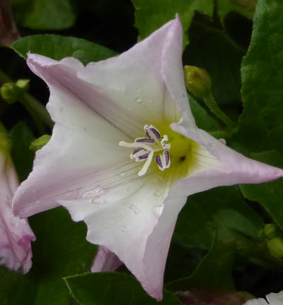 convolvulus arvensis