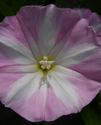 convolvulus arvensis