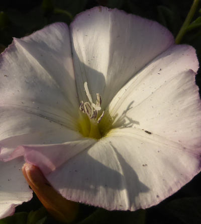 convolvulus arvensis