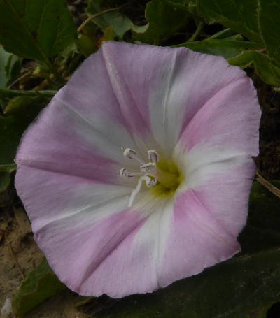 convolvulus arvensis