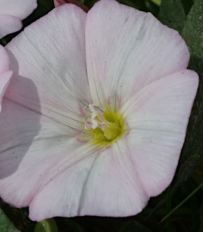 convolvulus arvensis