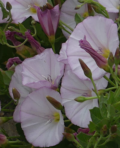 convolvulus arvensis