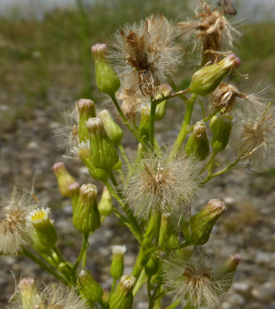 conyza canadensis