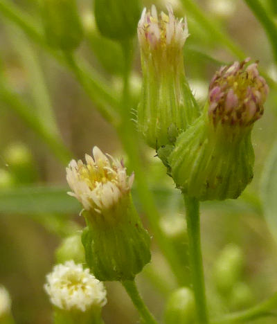 conyza canadensis