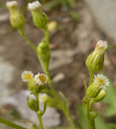 conyza canadensis