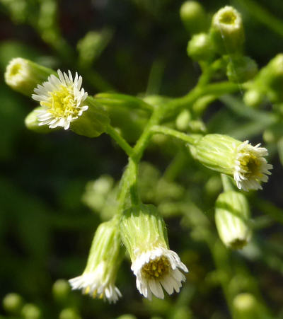 conyza canadensis