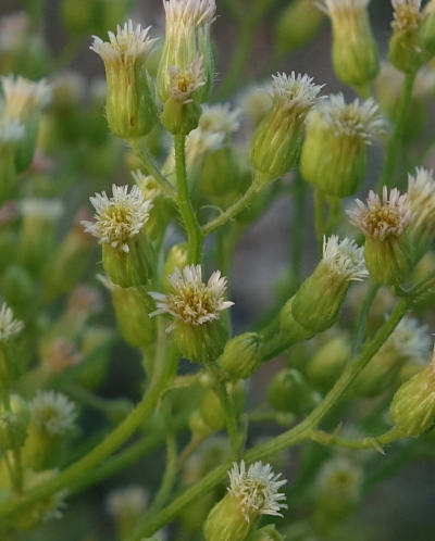 conyza canadensis