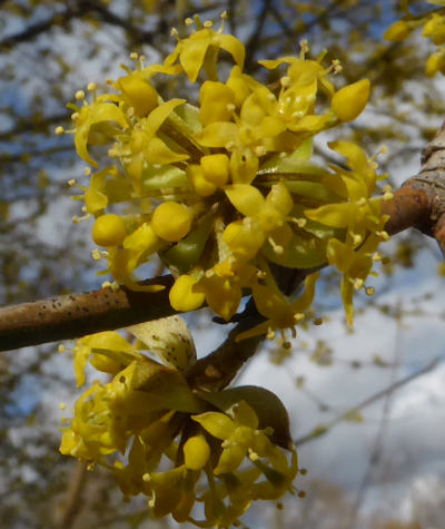 cornus mas