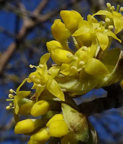 cornus mas