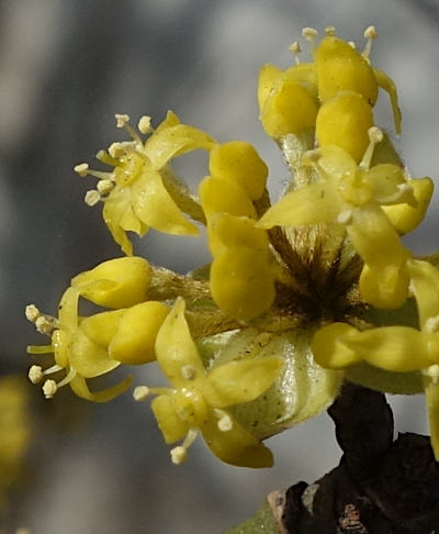 cornus mas