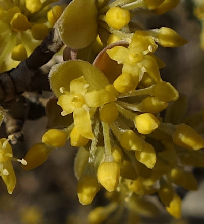 cornus mas