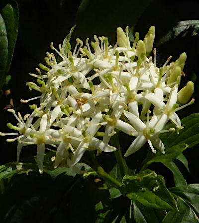 cornus sanguinea