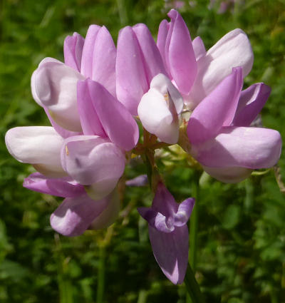 coronilla varia